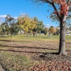 a park with trees in the autumn