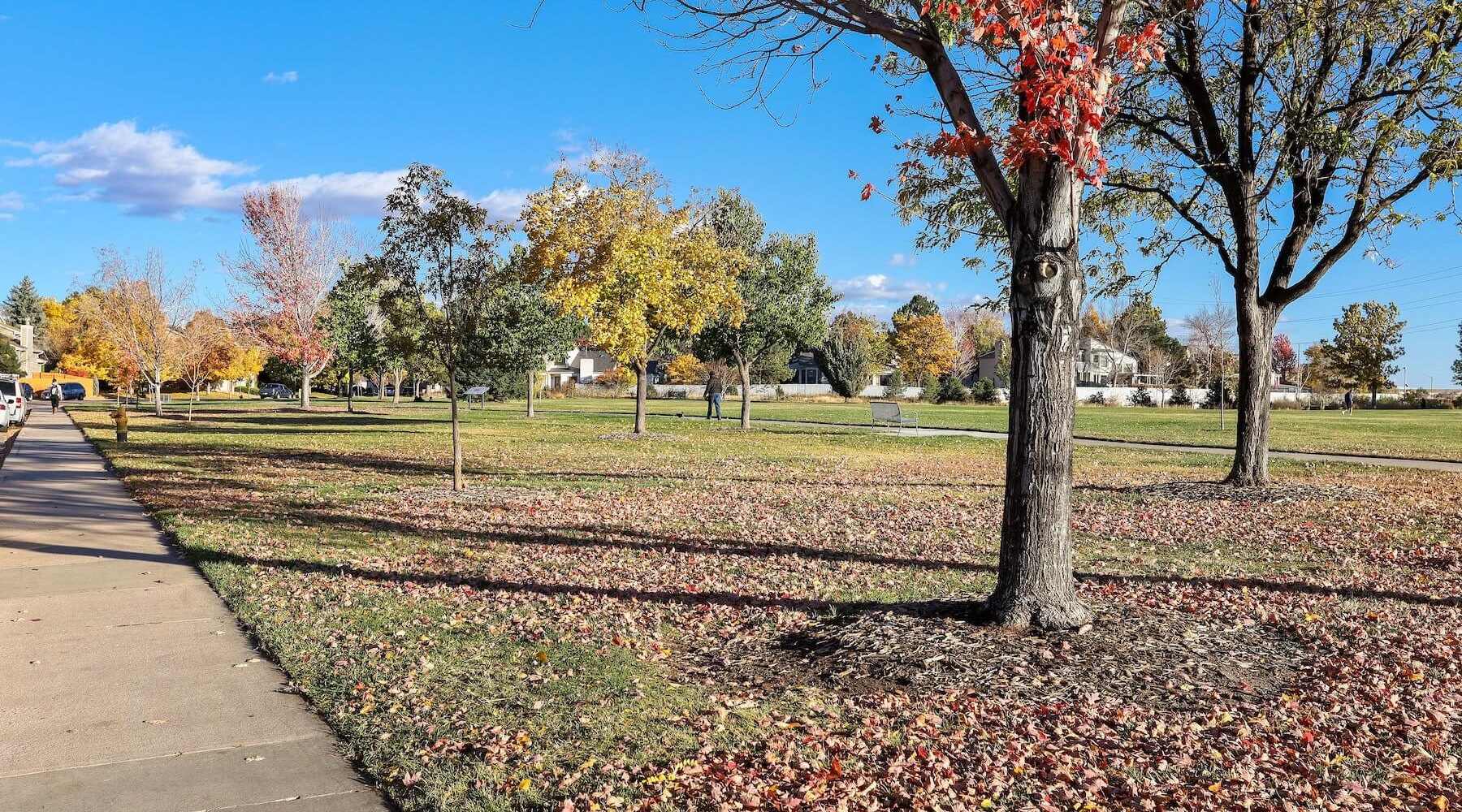 The essence of exceptional living a park with trees in the autumn